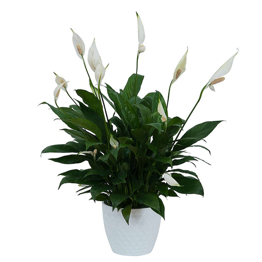 Top Houseplants to Boost Oxygen & Purify Your Home Naturally