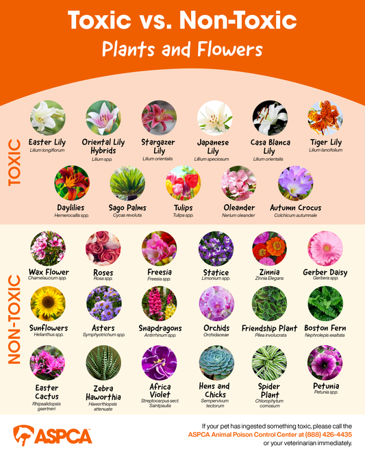Beautiful but Dangerous: Fresh-Cut Flowers Toxic to Pets