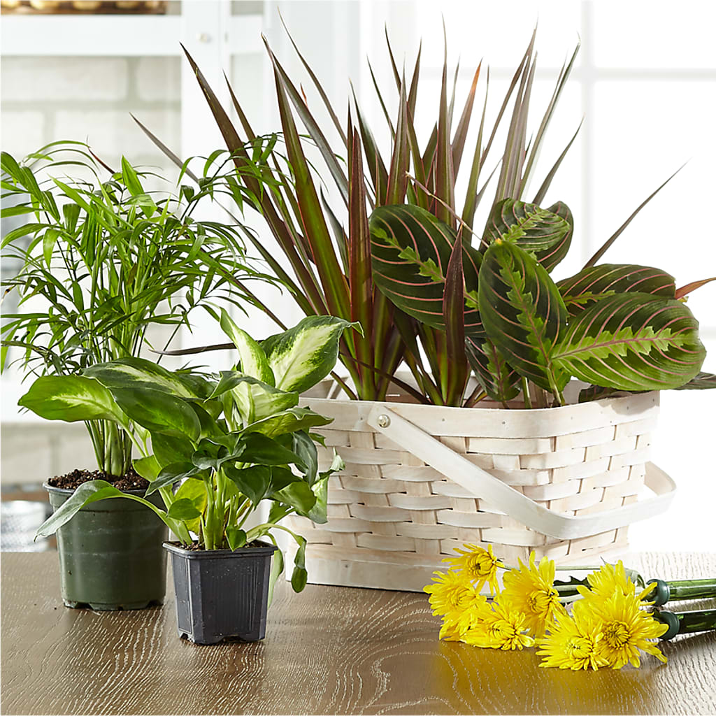 Florist Designed Blooming and Green Plants in a Basket – WARD'S FLORIST AND GREENHOUSE, Beverly MA