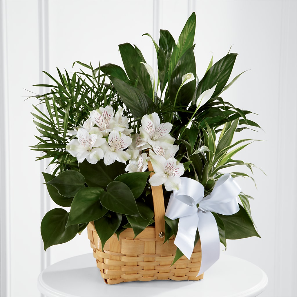 Peace & Serenity Dishgarden – WARD'S FLORIST AND GREENHOUSE, Beverly MA