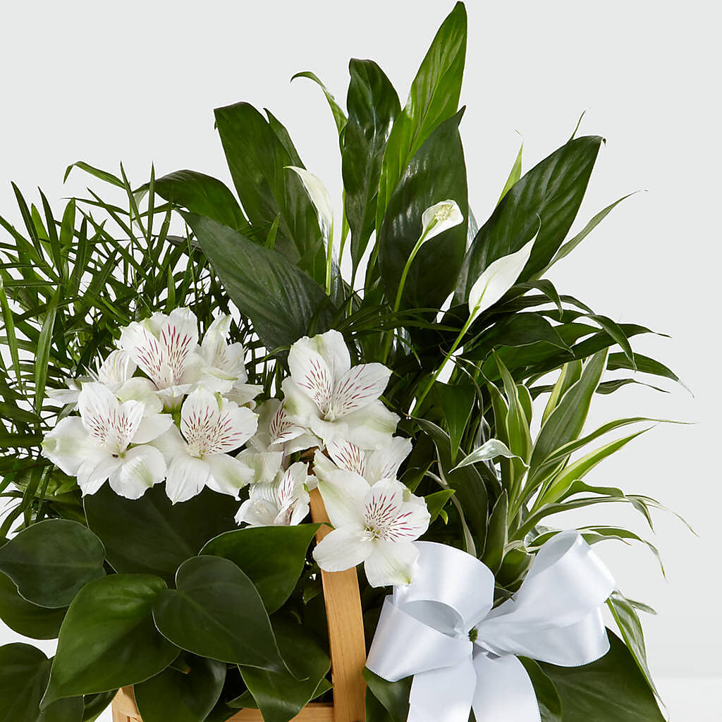 Peace & Serenity Dishgarden – WARD'S FLORIST AND GREENHOUSE, Beverly MA