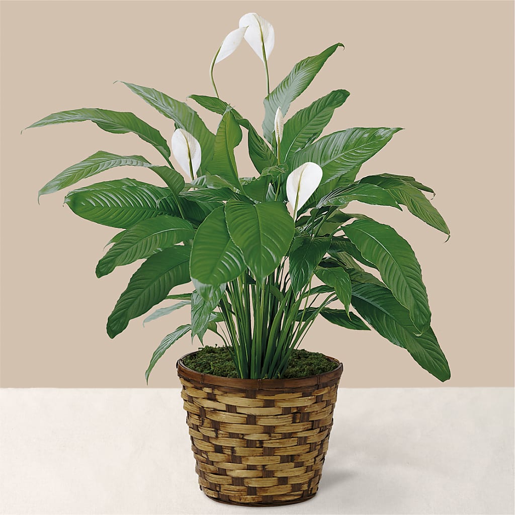 Tranquil Moments Peace Lily Plant – WARD'S FLORIST AND GREENHOUSE, Beverly MA