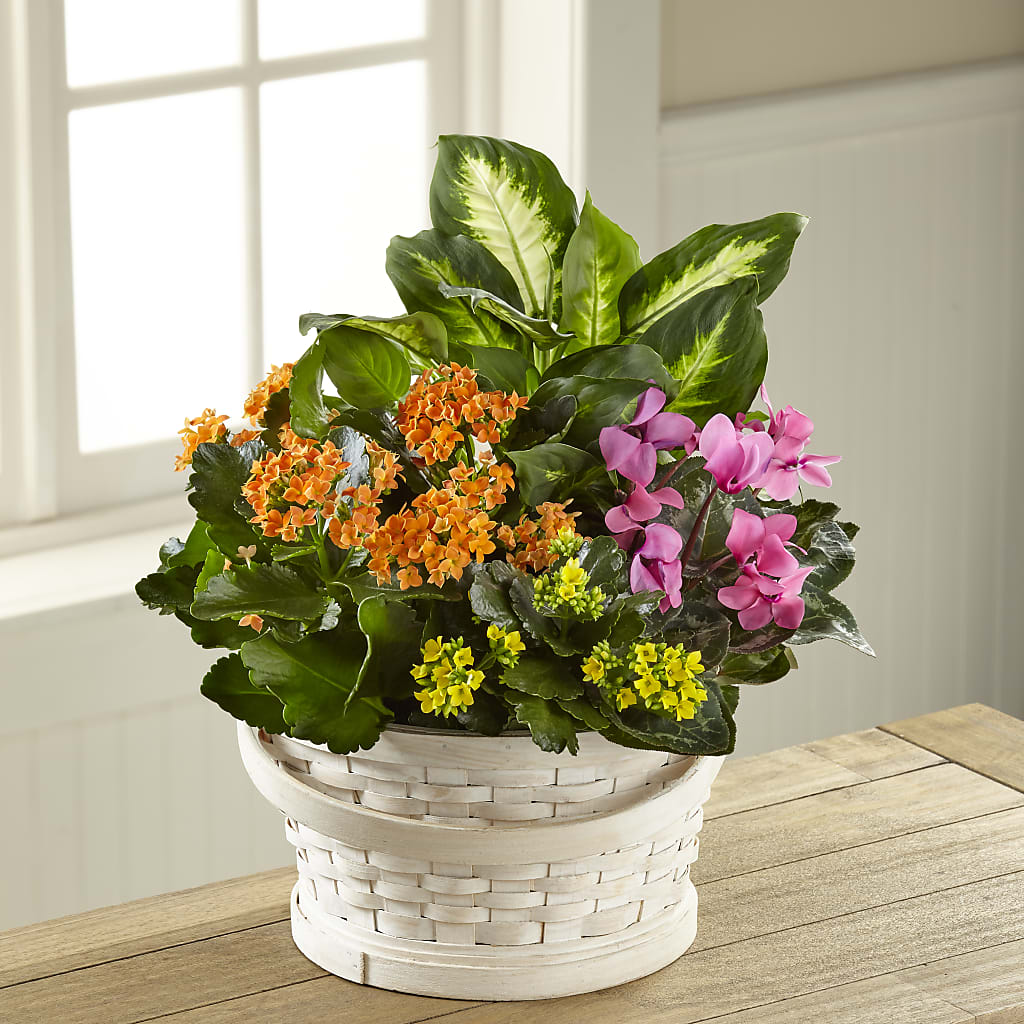 Color Crush Dishgarden – WARD'S FLORIST AND GREENHOUSE, Beverly MA