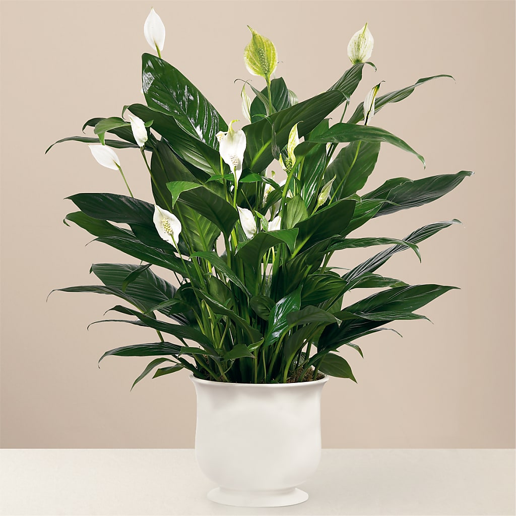 Comfort Planter – WARD'S FLORIST AND GREENHOUSE, Beverly MA