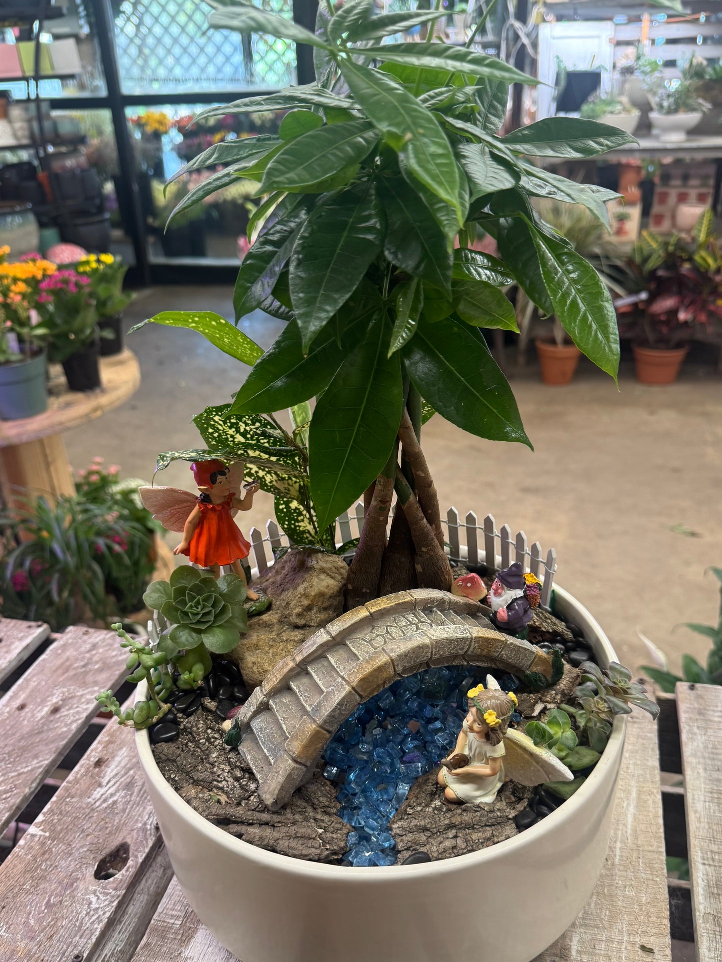 Fairy Crossing Money Tree Garden – WARD'S FLORIST AND GREENHOUSE, Beverly MA