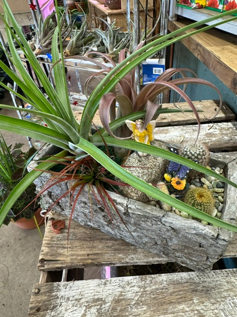Fairy's Desert Hideaway – WARD'S FLORIST AND GREENHOUSE, Beverly MA