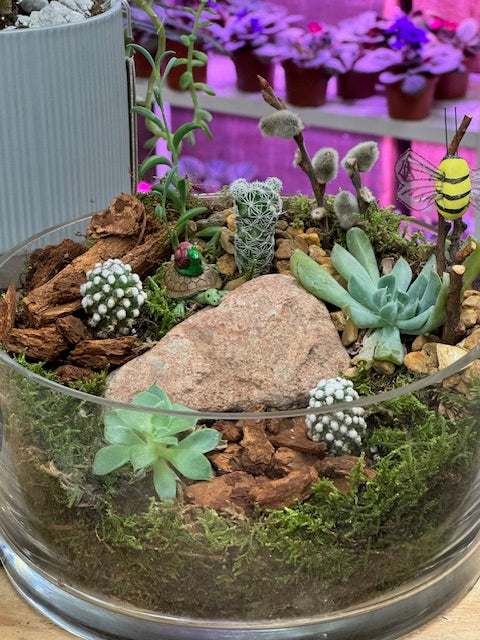 Turtle Trail Fairy Garden with Live Succulents