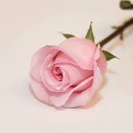 Add Pink Roses