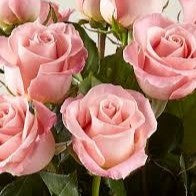 Add Pink Roses โ WARD'S FLORIST AND GREENHOUSE, Beverly MA