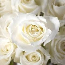 Add White Roses โ WARD'S FLORIST AND GREENHOUSE, Beverly MA