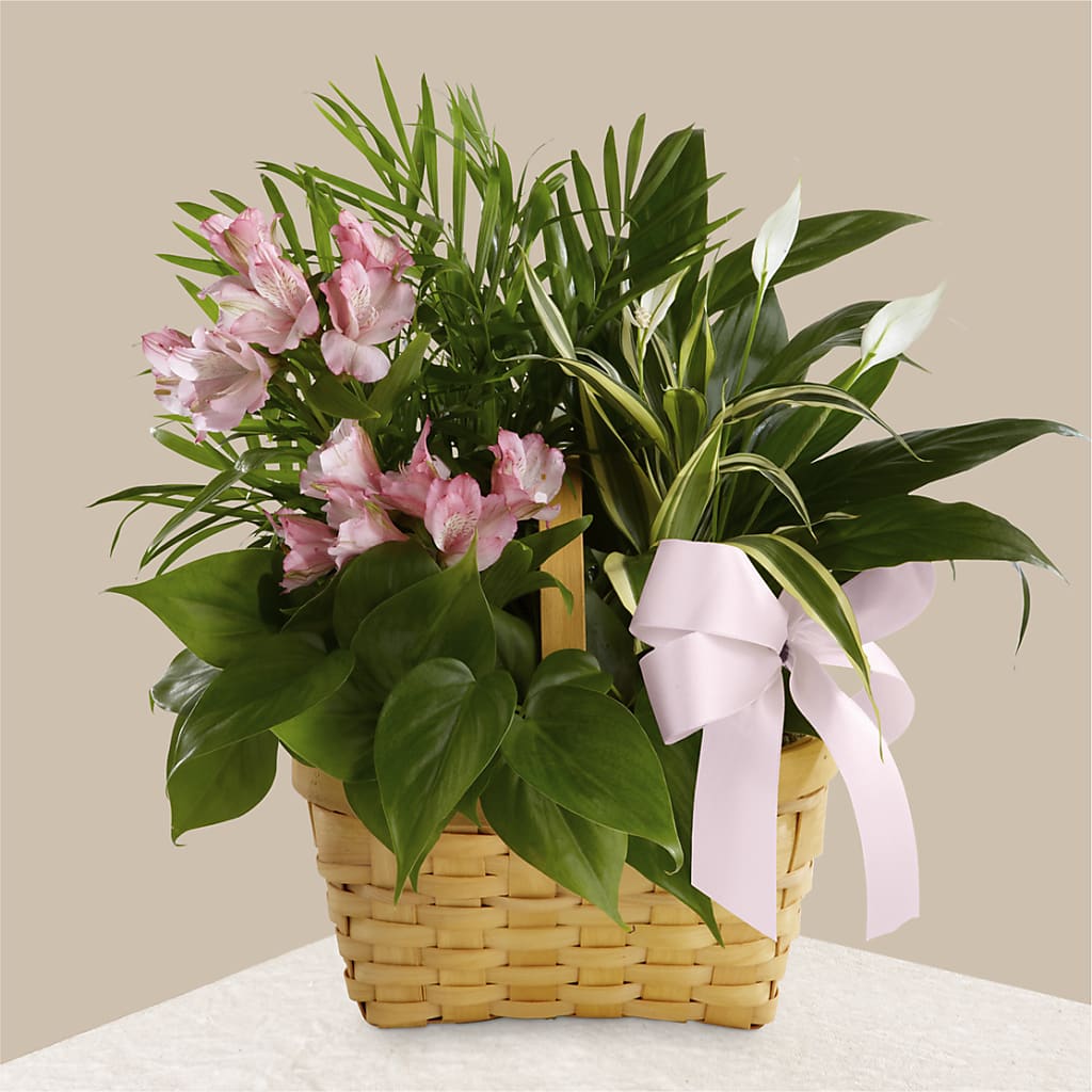 Living Spirit Dishgarden – WARD'S FLORIST AND GREENHOUSE, Beverly MA