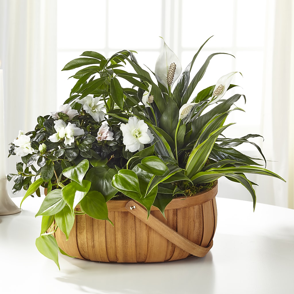 Serene Dishgarden – WARD'S FLORIST AND GREENHOUSE, Beverly MA