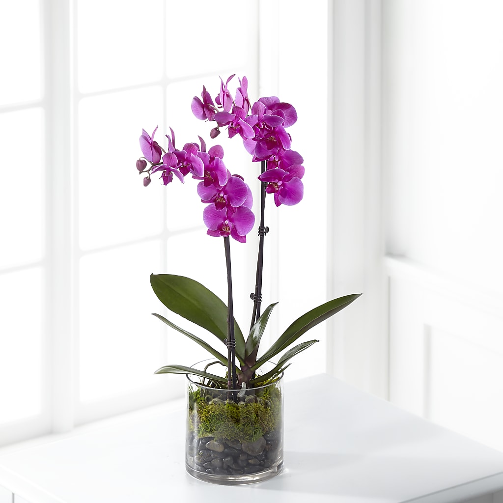 Pink Orchid Plant – WARD'S FLORIST AND GREENHOUSE, Beverly MA