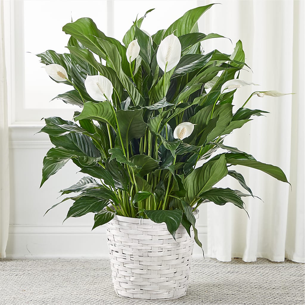 A New Leaf Peace Lily – WARD'S FLORIST AND GREENHOUSE, Beverly MA