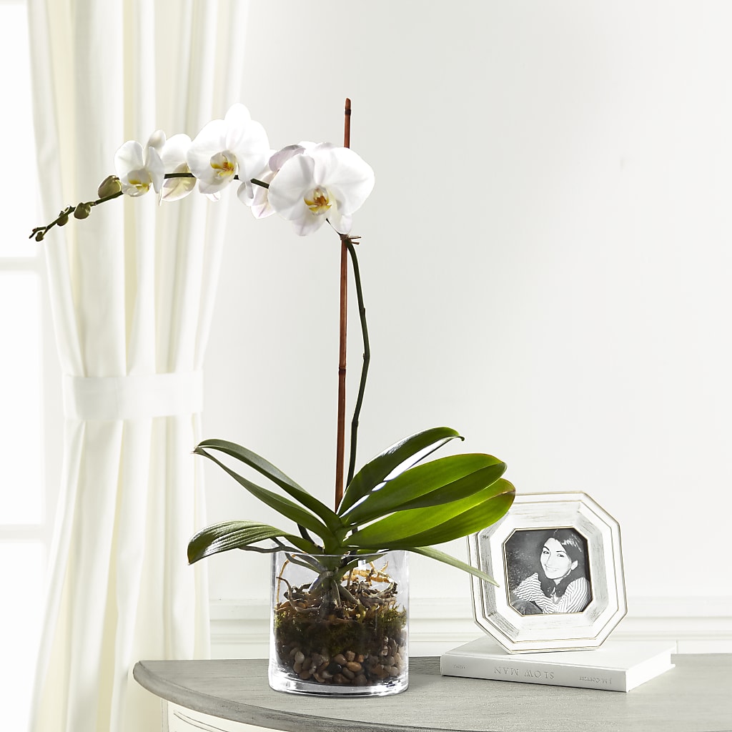 White Orchid Planter – WARD'S FLORIST AND GREENHOUSE, Beverly MA