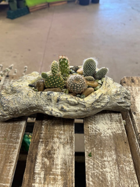 Desert Driftwood Garden – WARD'S FLORIST AND GREENHOUSE, Beverly MA