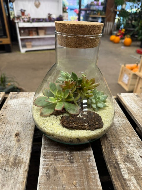 Desert Dreams Succulent Terrarium – WARD'S FLORIST AND GREENHOUSE, Beverly MA