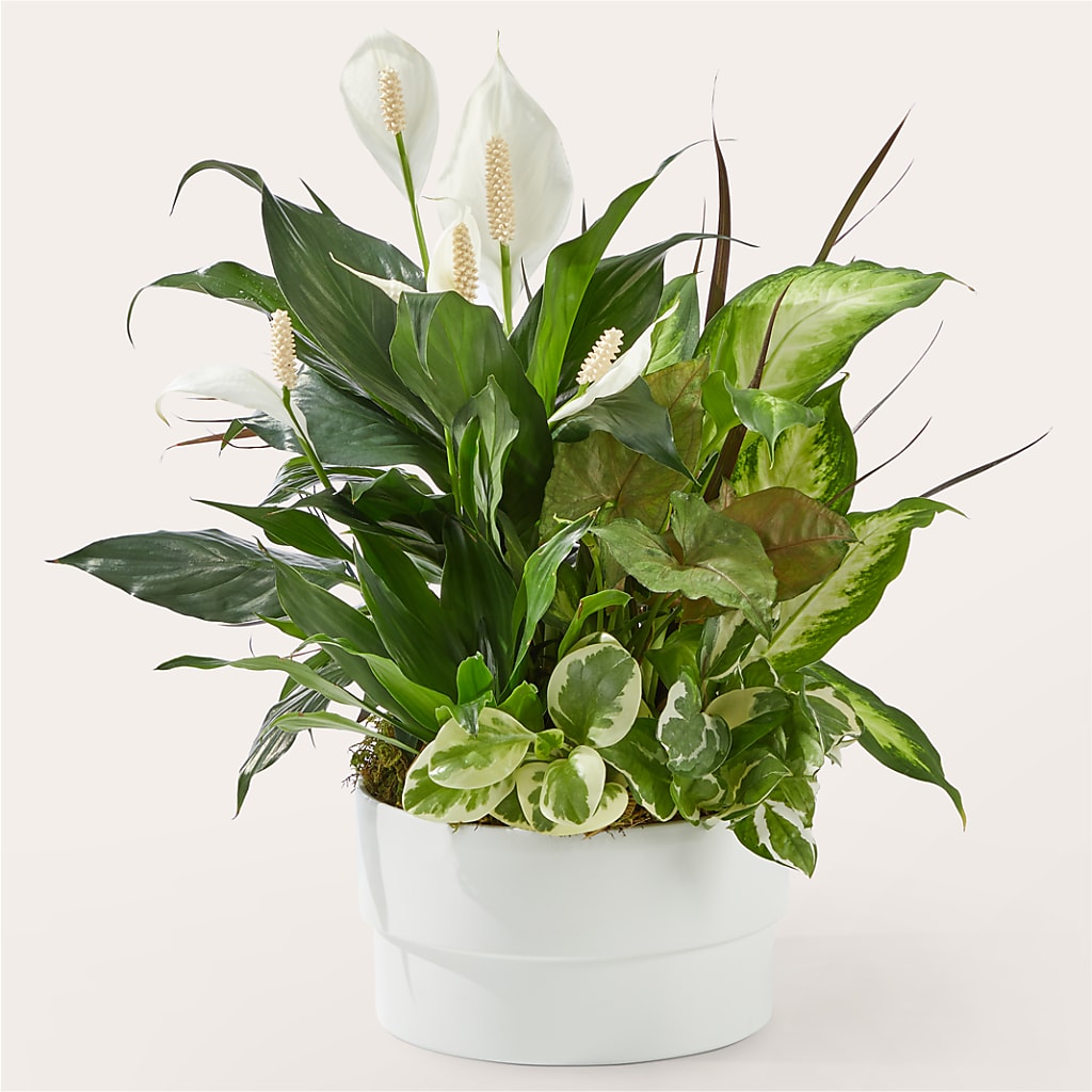 Radiating Positivity Dishgarden – WARD'S FLORIST AND GREENHOUSE, Beverly MA