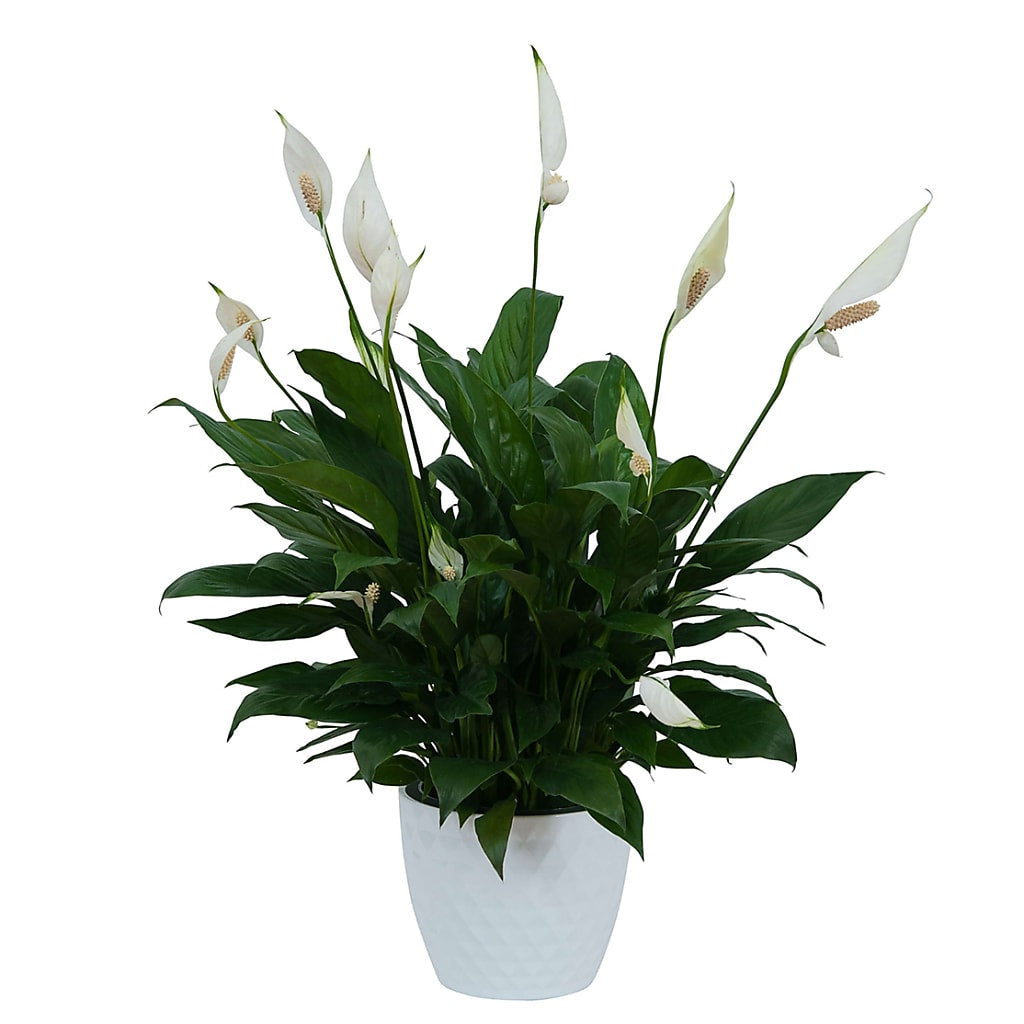 Top Houseplants to Boost Oxygen & Purify Your Home Naturally