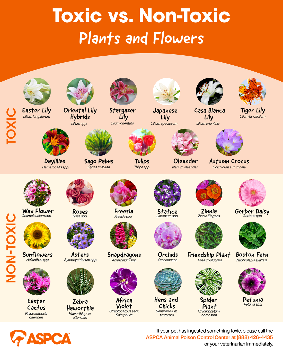 Beautiful but Dangerous: Fresh-Cut Flowers Toxic to Pets