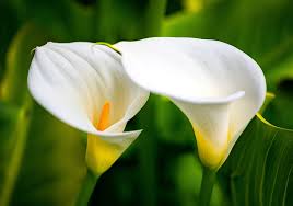 Beautiful white cala lilies
