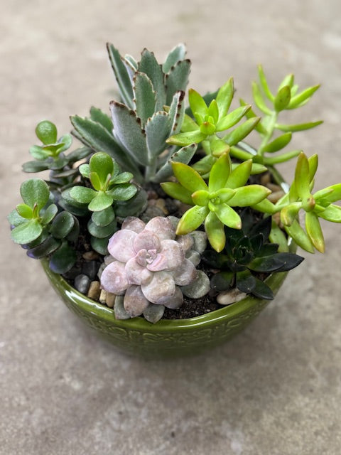 Cactus and Succulents