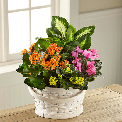 Color Crush Dishgarden – WARD'S FLORIST AND GREENHOUSE, Beverly MA