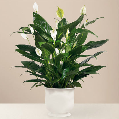 Comfort Planter – WARD'S FLORIST AND GREENHOUSE, Beverly MA