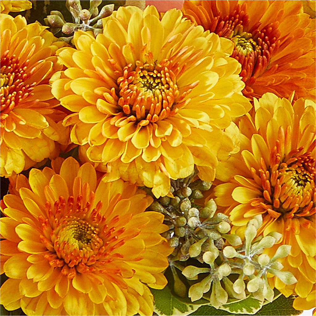Peachy Pumpkin – WARD'S FLORIST AND GREENHOUSE, Beverly MA
