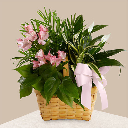 Living Spirit Dishgarden – WARD'S FLORIST AND GREENHOUSE, Beverly MA