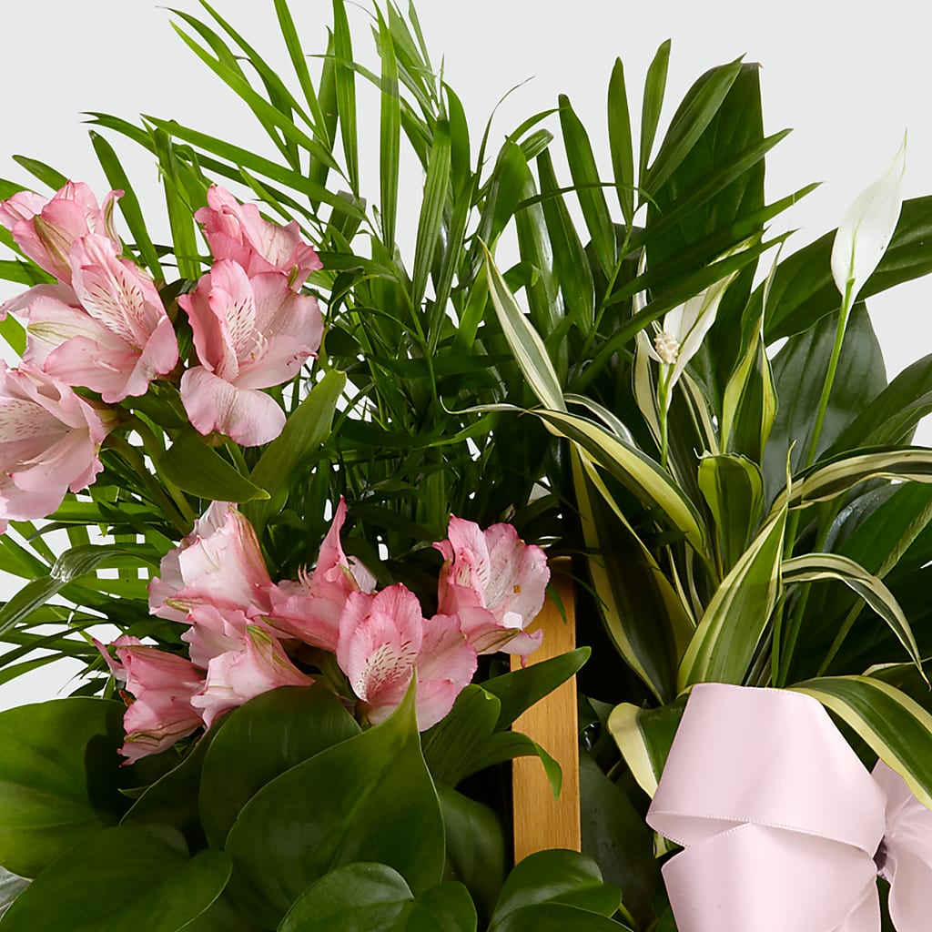 Living Spirit Dishgarden – WARD'S FLORIST AND GREENHOUSE, Beverly MA