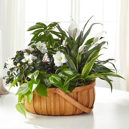 Serene Dishgarden – WARD'S FLORIST AND GREENHOUSE, Beverly MA