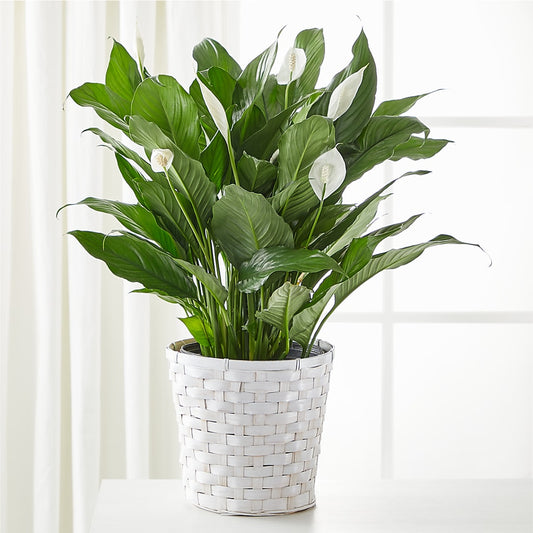 A New Leaf Peace Lily – WARD'S FLORIST AND GREENHOUSE, Beverly MA