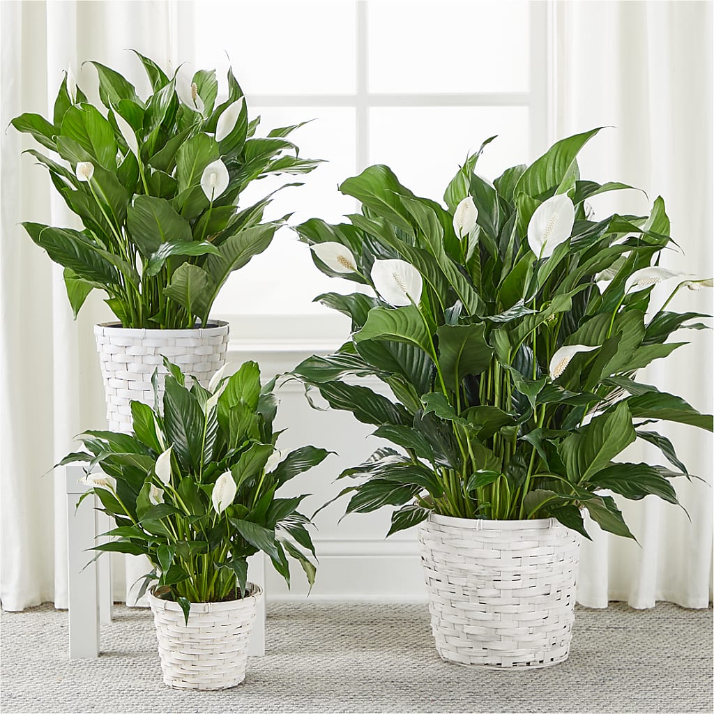 A New Leaf Peace Lily – WARD'S FLORIST AND GREENHOUSE, Beverly MA