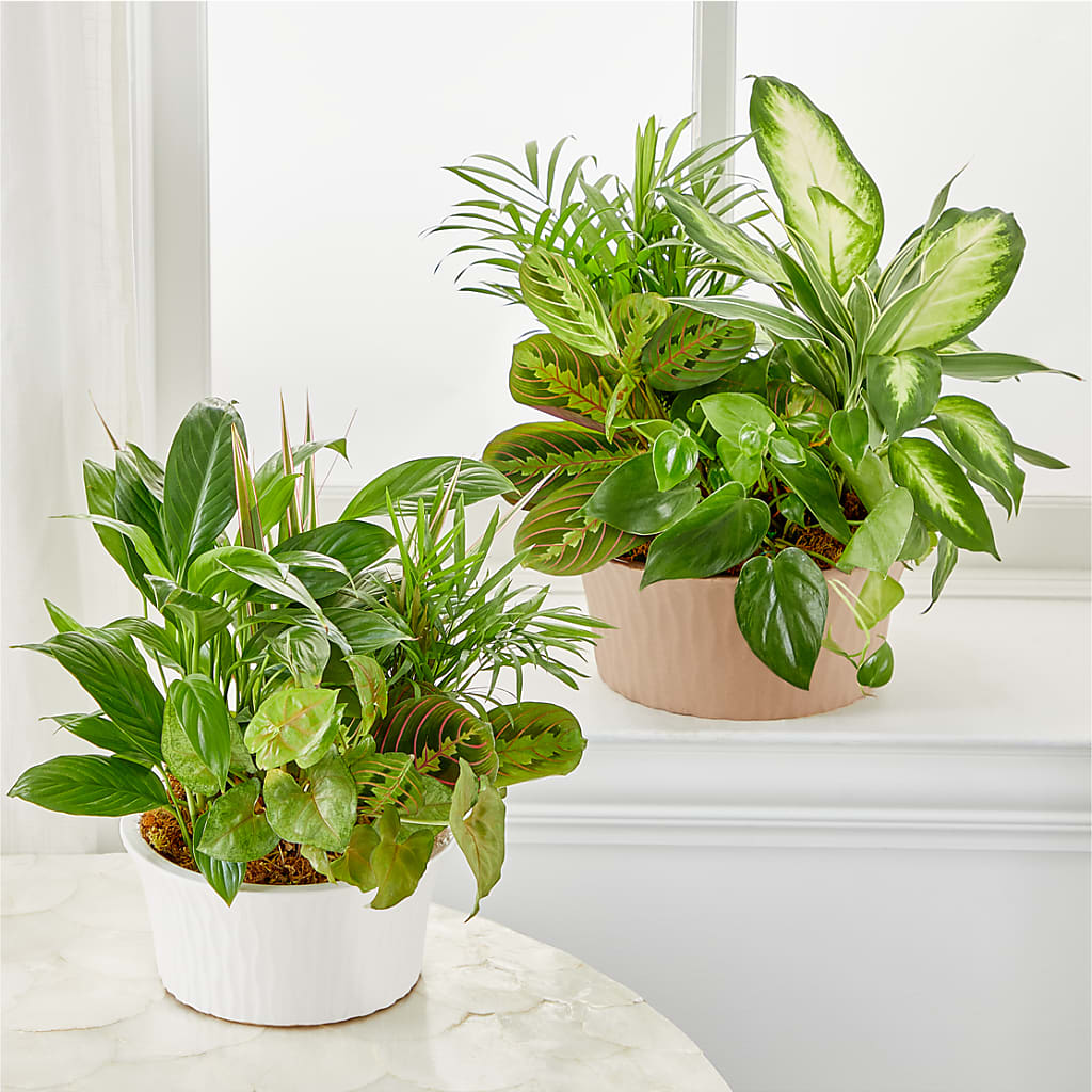 Balance & Harmony Dishgarden – WARD'S FLORIST AND GREENHOUSE, Beverly MA