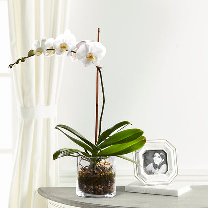 White Orchid Planter – WARD'S FLORIST AND GREENHOUSE, Beverly MA