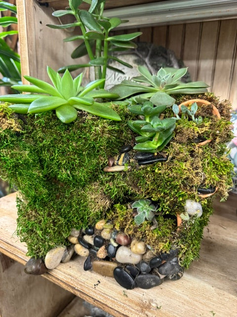 The Secret Succulent Garden   – WARD'S FLORIST AND GREENHOUSE, Beverly MA