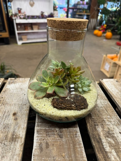 Desert Dreams Succulent Terrarium   – WARD'S FLORIST AND GREENHOUSE, Beverly MA