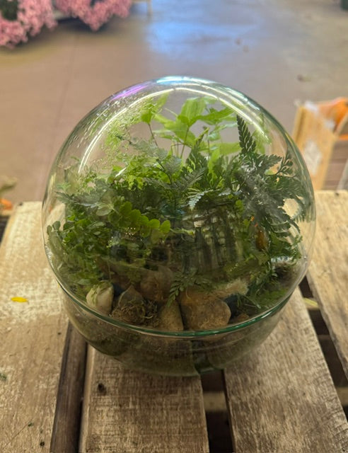 Whispers of the Woodland Terrarium   – WARD'S FLORIST AND GREENHOUSE, Beverly MA