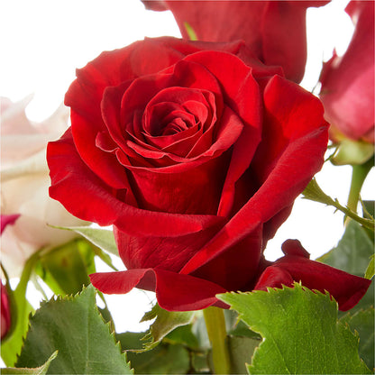 Love Notes Rose Bouquet – WARD'S FLORIST AND GREENHOUSE, Beverly MA